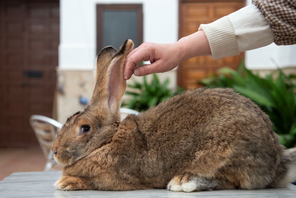 En el convento los animales reciben una alimentación especial para mantener su peso adecuado, excepto las conejas que tienen crías. (Foto: Lissette Lemus)