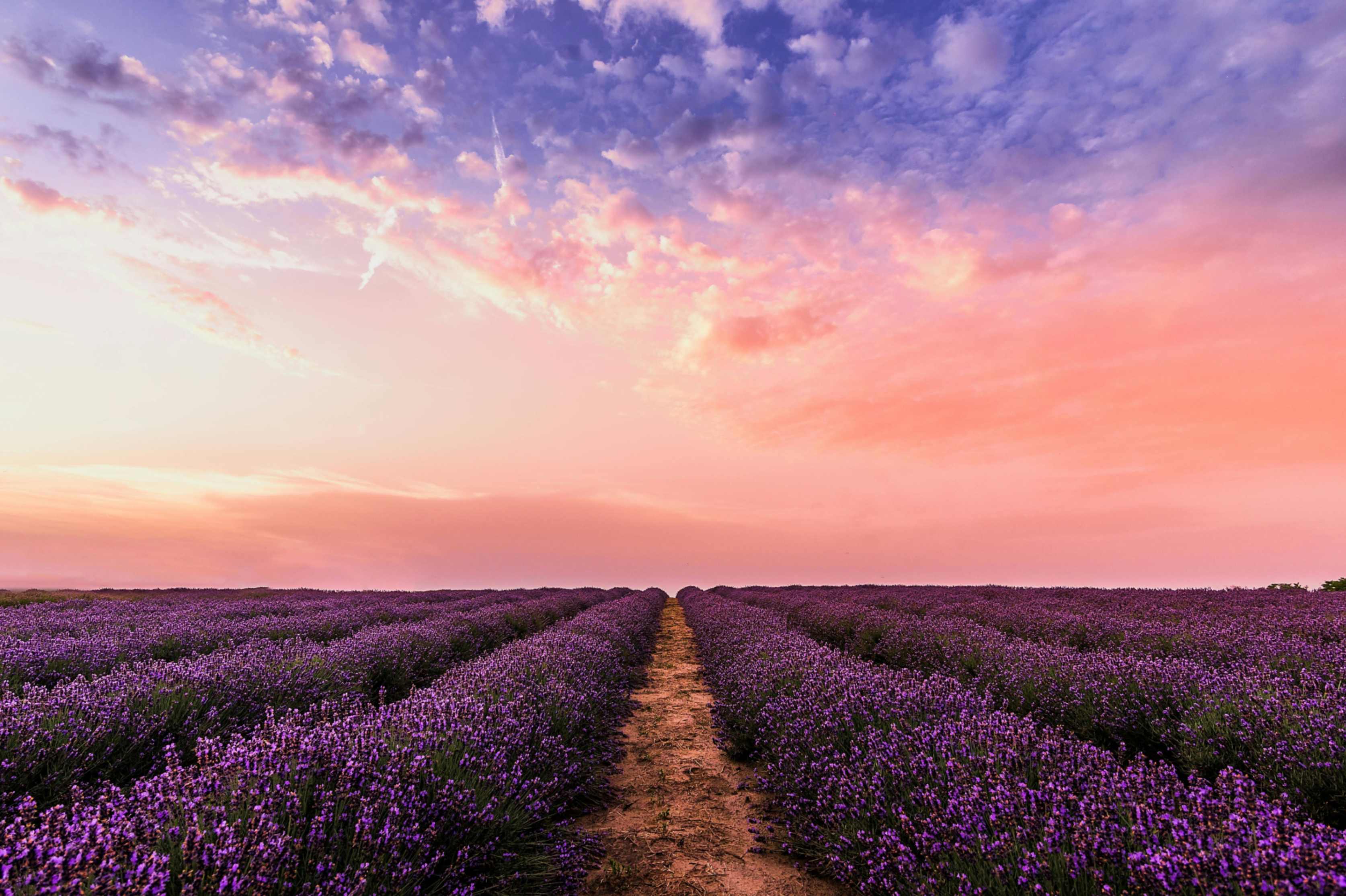 Camino en medio de un campo de lavandas. (Foto: Pexels/David Bartus)
