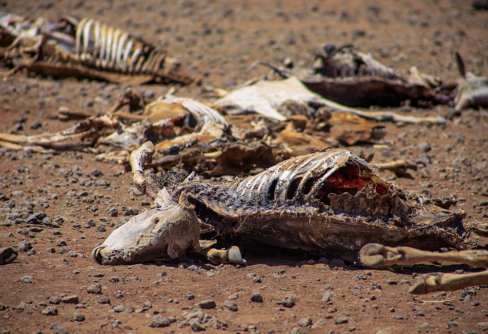 The skeletal remains of livestock lie scattered across the dry ground in Marsabit County, northern Kenya. Repeated droughts linked to climate change have wiped out herds across the region. (Pius Artbeat)
