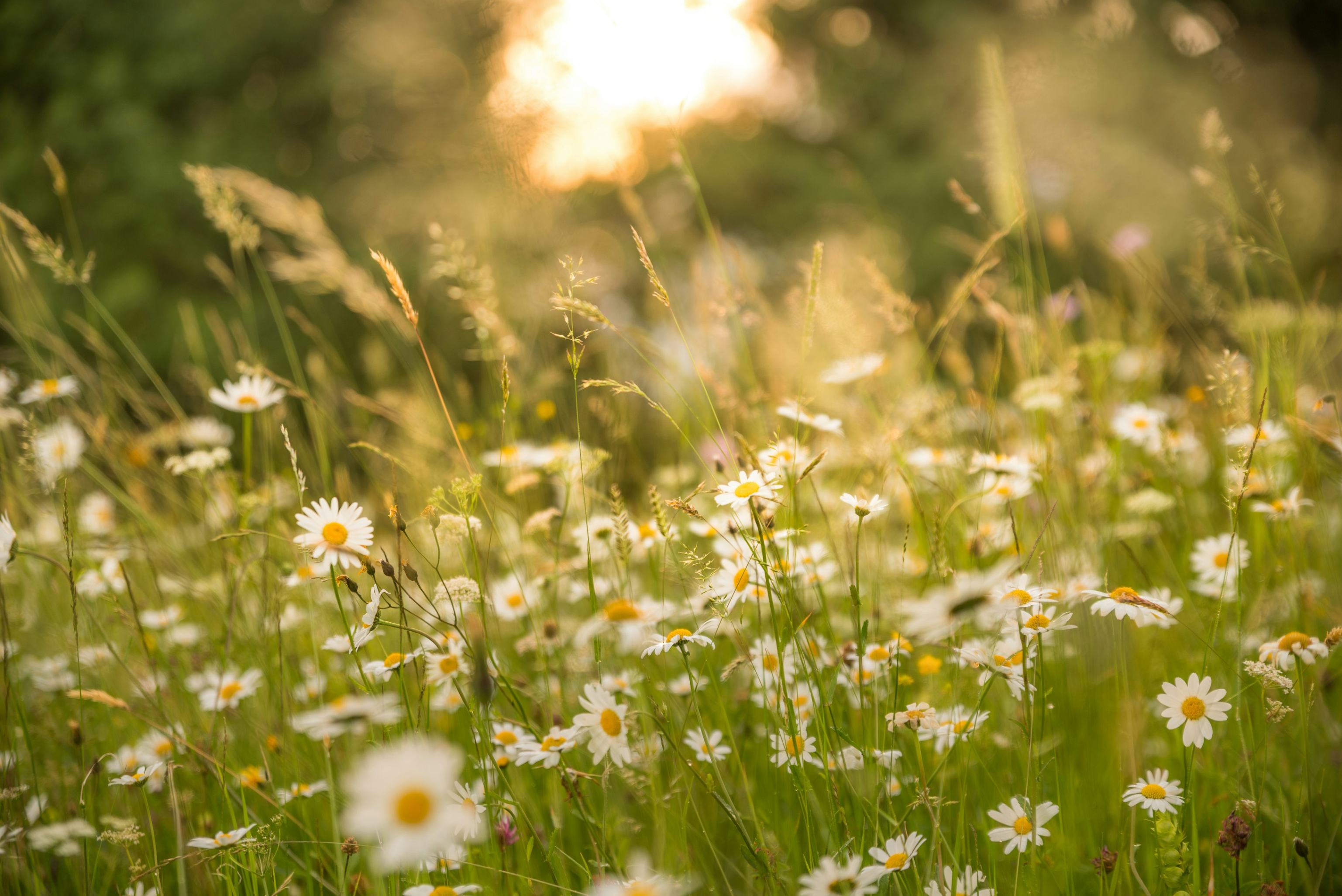 La vida irrumpe de nuevo cada primavera, como la gracia que renueva desde dentro. En el panel La Vida de este mes, las hermanas comparten los momentos de renovación que les hicieron sentir la presencia de Dios y reconocer esa misma esperanza en la Creación. (Foto: Unsplash/Andreas Kretschmer)