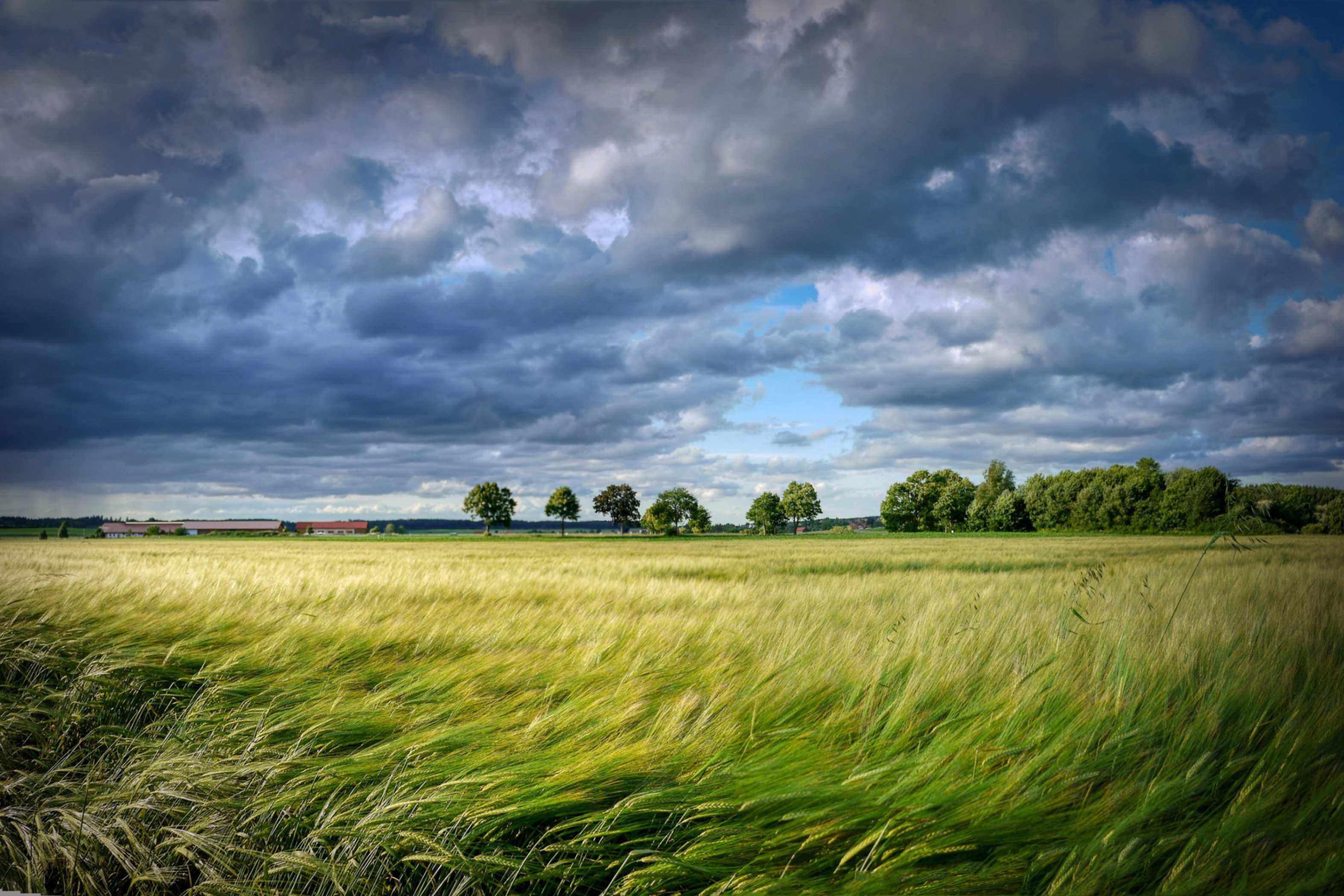 El viento dobla la hierba pero no la arranca, y las nubes no apagan la luz: así actúa el Espíritu de la verdad, invisible pero presente en medio de la adversidad. (Foto: Pixabay/Albrecht Fietz)