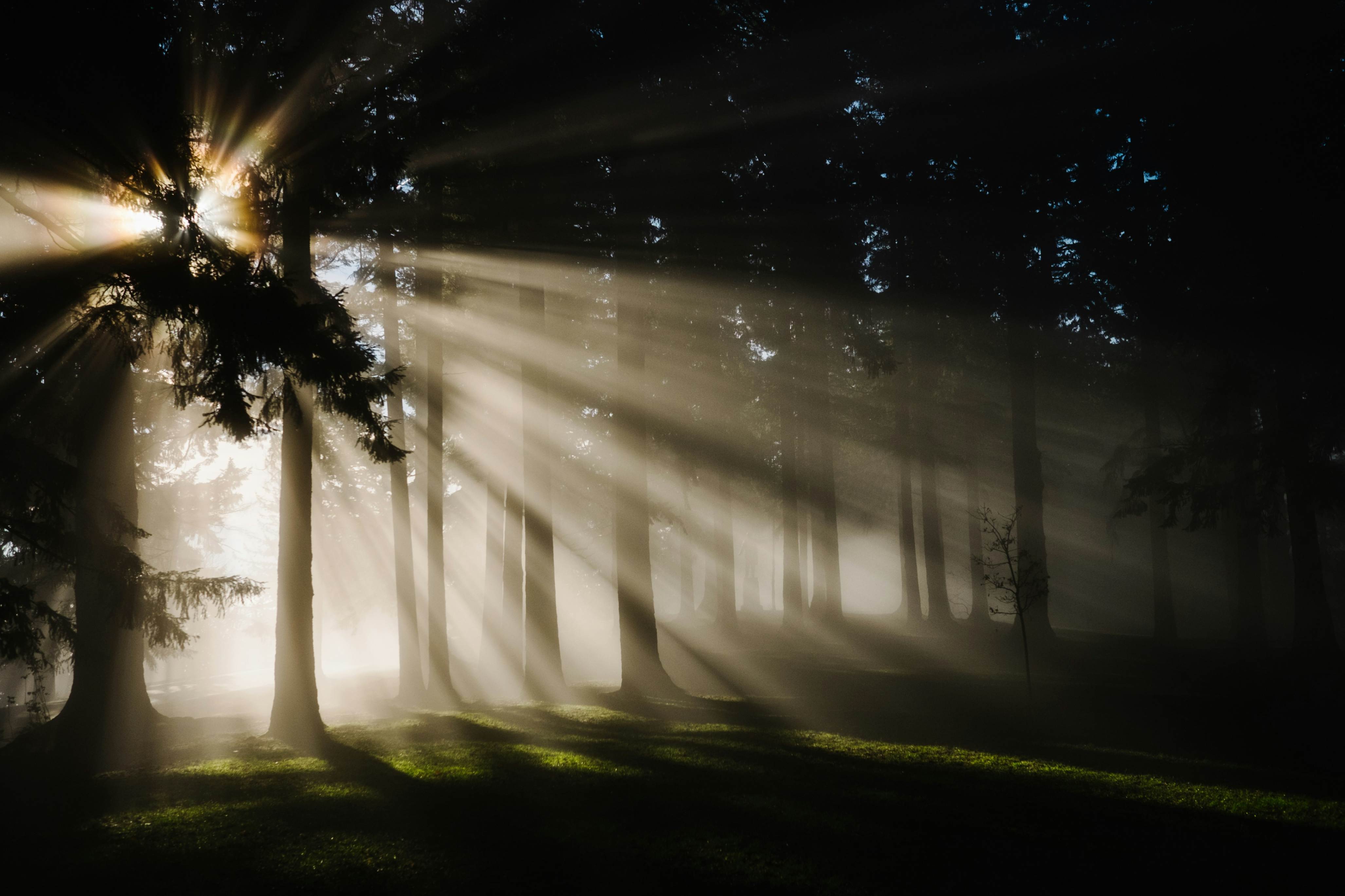 La luz irrumpe en la oscuridad del bosque, como el Espíritu Santo que actúa en los momentos de mayor miedo e incertidumbre. En el panel LaVida de mayo, cinco hermanas comparten cómo esa presencia transformó sus temores. (Foto: Unsplash/Kristine Weilert)