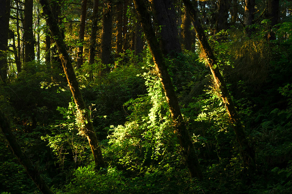 Three tree trunks illuminated by the sun in the woods (Unsplash/Intricate Explorer)