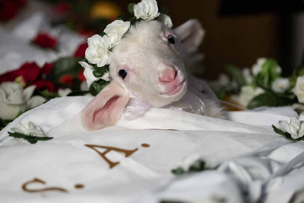 One of the two lambs featured in the new Italian documentary film "Agnus Dei" who become part of an ancient ritual whose final destination reaches all the way to the pope (Riccardo Ghilardi)
