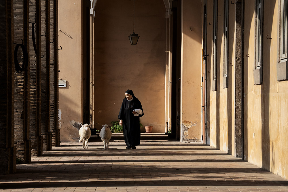 The life of two lambs in the Benedictine monastery of St. Cecilia in Trastevere, Rome, is the focus of a new Italian documentary, "Agnus Dei." (Riccardo Ghilardi)