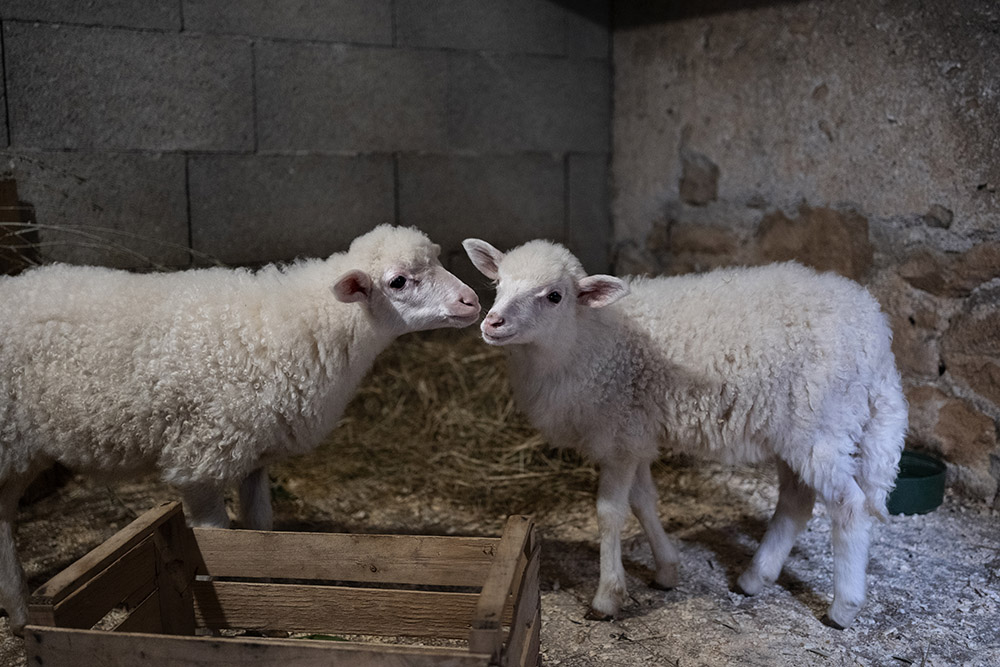 The two lambs featured in the new documentary "Agnus Dei" whose shorn wool will be used by Benedictine sisters at the monastery of St. Cecilia in Trastevere, Rome, to create vestments known as pallia (Riccardo Ghilardi)