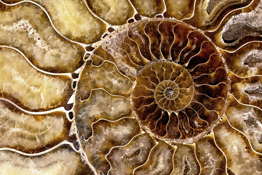 Spiral fossil (Unsplash/David Clode)
