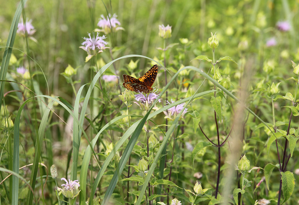 A butterfly gathers nectar on bee balm on a natural area of the property of the Dominican Sisters of Adrian, Michigan, June 30, 2015. (CNS/Dennis Sadowski)