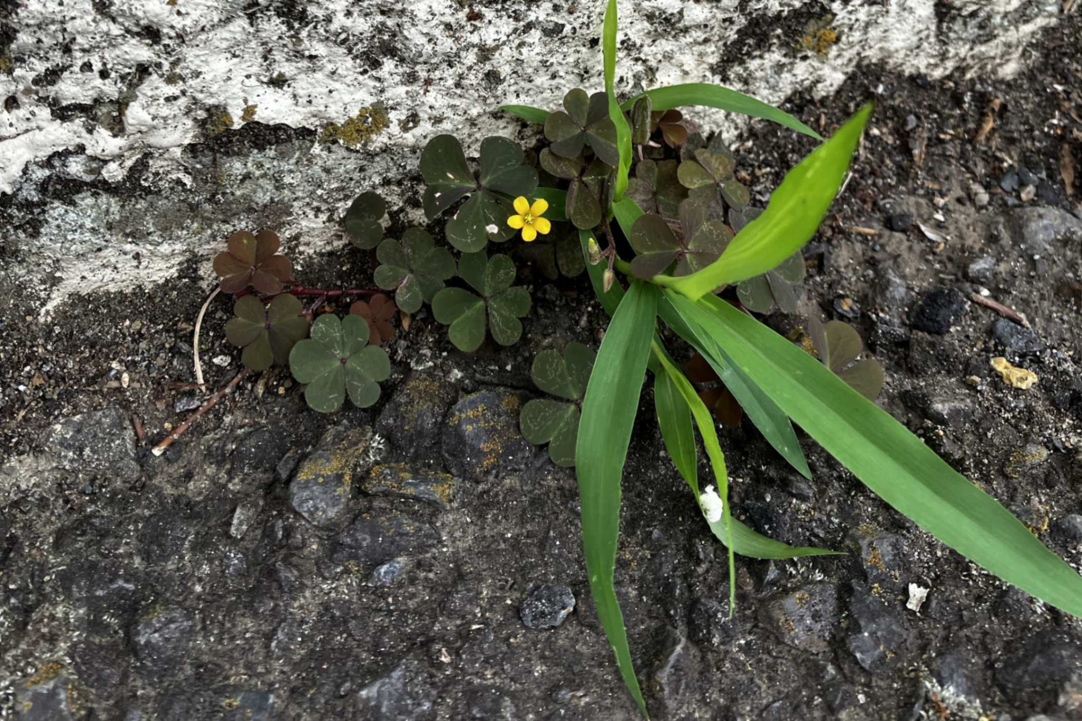 Una flor crece entre las grietas de la acera, símbolo de la fuerza que nace cuando una amistad nos sostiene y nos ayuda a florecer. (Foto: cortesía Aurora Becerra Guzmán)