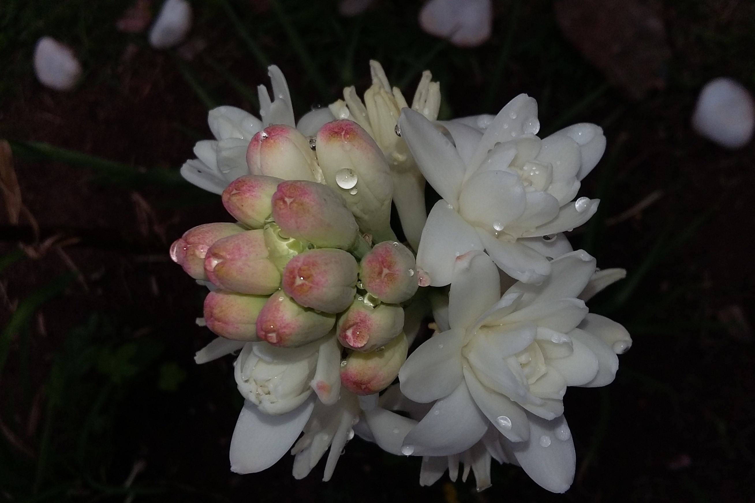 Flor de nardo. (Foto: Pixabay/María Angélica Spínola Yamaguchi)