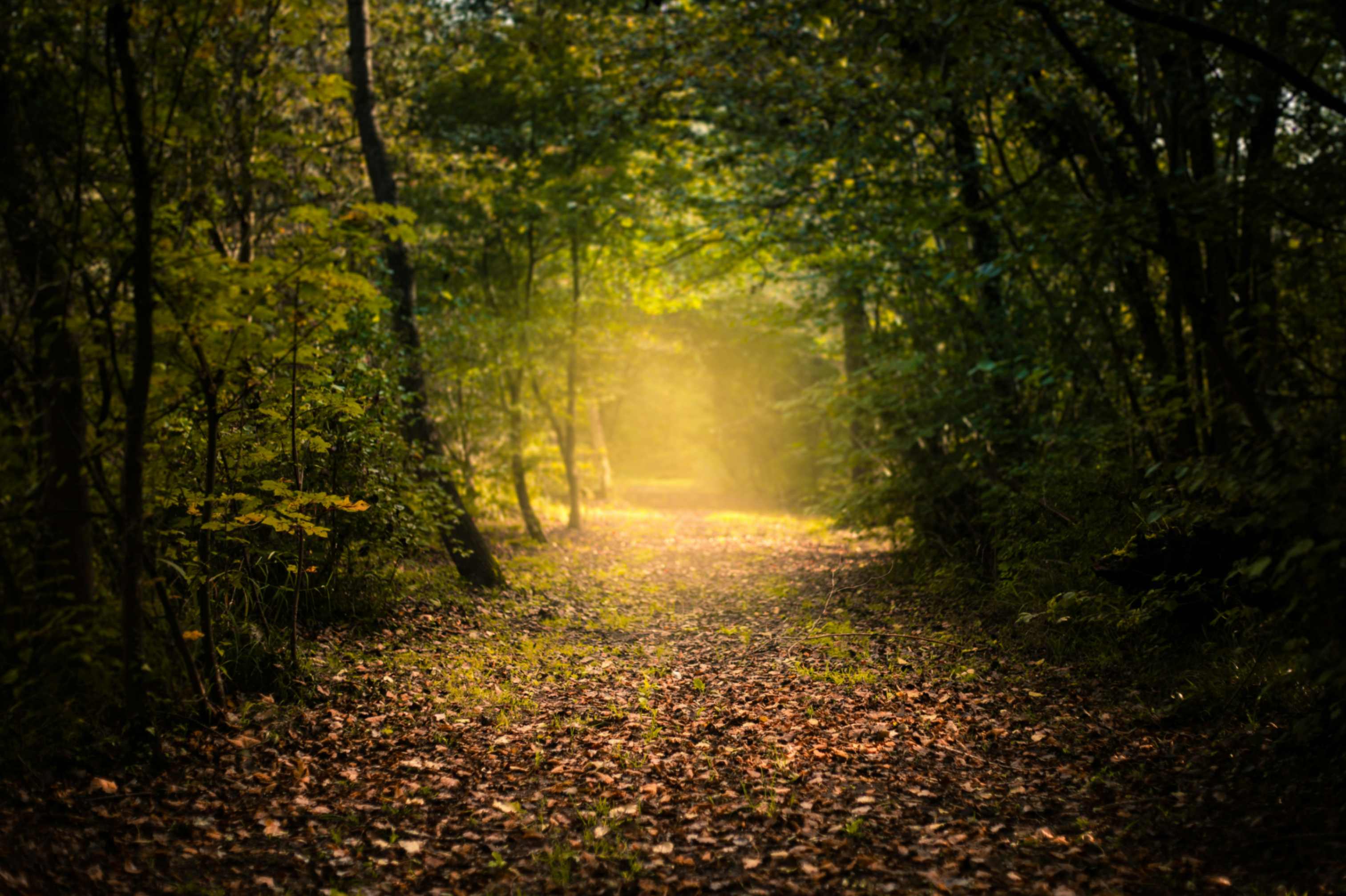 La amistad es un camino de ida y vuelta: nos conduce a Dios y nos devuelve a quienes han marcado nuestra vida con su cercanía. (Foto: Unsplash/Adrien Tutin)