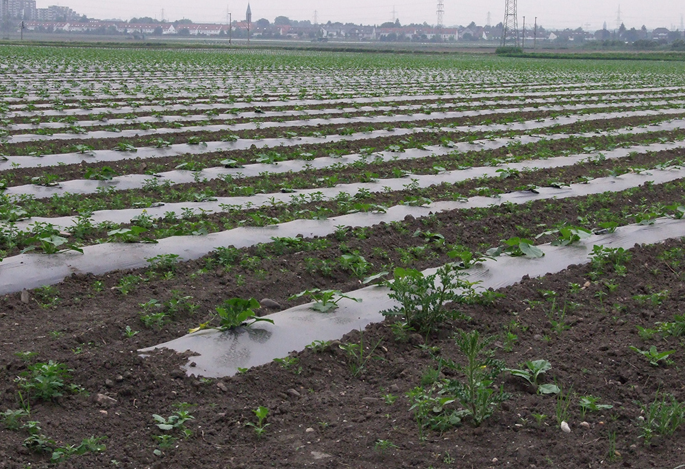 A planted vegetable field with mulch film (Wikimedia Commons/Florian Gerlach [Nawaro], CC BY-SA 3.0 deed)
