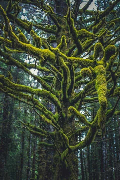 Forest in Kodiak, Alaska (Unsplash/Siera Chadwick)