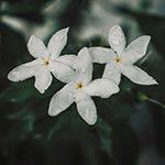Nameeta Renu white flowers