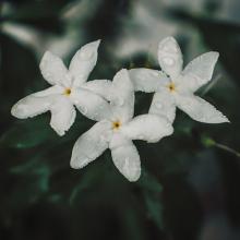 White flowers