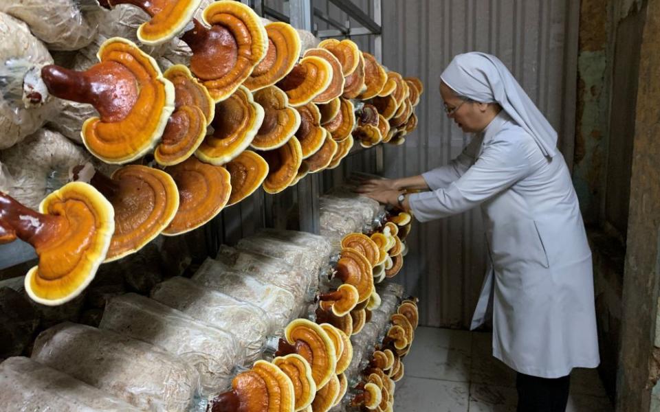 Sr. Marie Nguyen Thi Minh Hoa checks the reishi mushrooms in the growing house she and Sr. Agathe Tran Thi Mong Huyen operate at their St. Paul de Chartres convent in Ho Chi Minh City, Vietnam. This mushroom variety needs six months to grow before harvest. (Courtesy of Marie Nguyen Thi Minh Hoa)