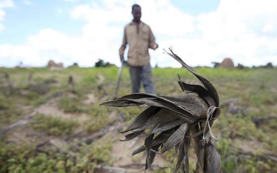 A file photo shows a Zimbabwean man walking through his drought-affected corn field outside Harare. Drought and other environmental disasters attributed to climate change are affecting the world's most vulnerable communities, according to Catholic and other Christian groups that took part in a March 20 event with members of Congress in Washington to discuss "the moral imperative" of supporting these vulnerable communities. (OSV News photo/Reuters/Philimon Bulawayo)