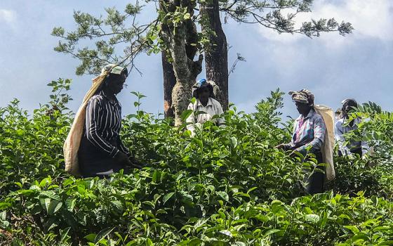 Workers collect tea leaves at a plantation in Pussellawa, Sri Lanka. (Thomas Scaria)