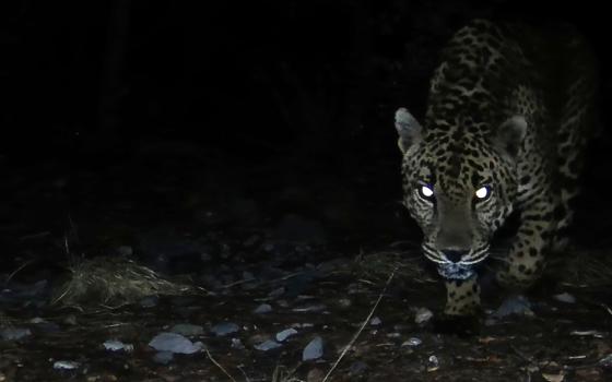 This image and others were discovered Aug. 6 on a field camera by one of the more than 40 volunteer citizen-scientists who help monitor endangered jaguars and ocelots roaming in southern Arizona for the nonprofit University of Arizona Wild Cat Research and Conservation Center in Tucson, Arizona. (Courtesy of the University of Arizona Wild Cat Research and Conservation Center)