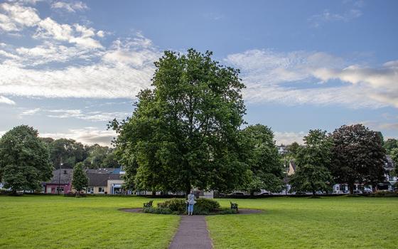An oak tree stands in the middle of the village green in Blarney, Ireland. (Teresa Malcolm)