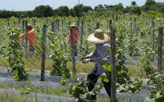 Agriculture workers adjust a trellis to support bitter melon, Sept. 5, 2023, in Homestead, Florida. (AP photo/Marta Lavandier)