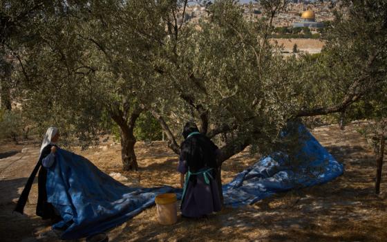 Sr. Marie Benedicte and Sr. Colomba, two Catholic nuns, harvest olives in their monastery's garden on the Mount of Olives, in Jerusalem, Friday, Oct. 17, 2025. (AP/Oded Balilty)