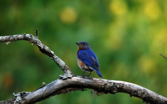 A blue-colored bird stands on a branch in a green outdoor photo illustration (Unsplash/Tyler Moulton)