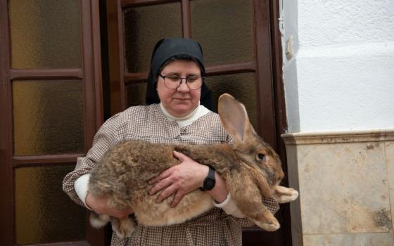 Franciscan Sr. Consuelo Peset Laudeña shows one of the Spanish Giant rabbits the cloistered community breeds at the Convent of St. Anthony of Padua in Central Spain. The rabbits are at risk of extinction. (Lissette Lemus)