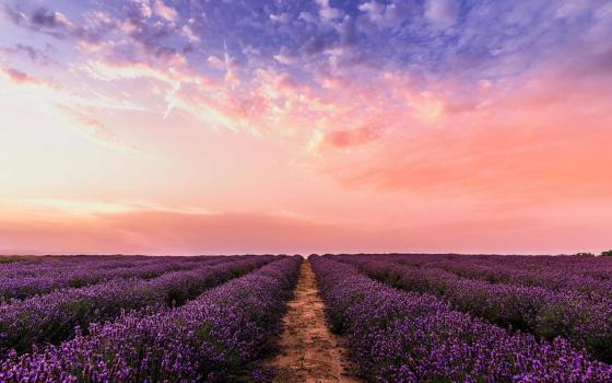 (Foto: Pexels/David Bartus)