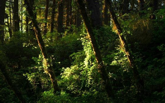 Three tree trunks illuminated by the sun in the woods (Unsplash/Intricate Explorer)