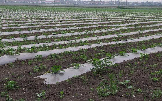 A planted vegetable field with mulch film (Wikimedia Commons, Florian Gerlach [Nawaro], CC BY-SA 3.0 deed)